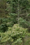 Nootka Rose at edge of forest w/ Douglas-fir