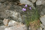 Scotch Bluebells in crack of rock cliff