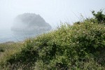 Nootka Rose w/ Castle Island soft in fog bkgnd