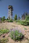 Spurred Lupine w/ Black Butte fire lookout tower bkgnd