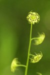 Leafy Mitrewort blossoms detail