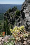 Broadleaf Stonecrop (Pacific Sedum) on rocky point