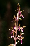 Western Coralroot blossoms