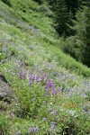 Spurred Lupines in xeric meadow w/ Small-flowered Penstemon, Harsh Paintbrush