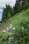 Western Blue Flax in steep hillside meadow