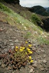 Spreading Stonecrop in steep hillside xeric meadow