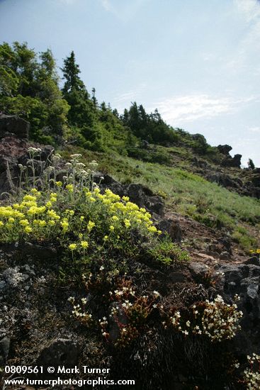 Saxifraga bronchialis; Eriogonum umbellatum; Achillea millefolium