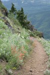 Scarlet Gilia, Yarrow along trail