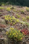 Gordon's Ivesia, Sulphur Buckwheat, Spreading Stonecrop on xeric habitat