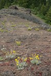 Woolly Sunflowers, Spreading Stonecrop on xeric habitat