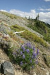 Broad-leaved Lupines on alpine scree slope w/ Spotted Saxifrage & Mountain Juniper