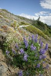 Broad-leaved Lupines on alpine scree slope w/ Spotted Saxifrage & Mountain Juniper
