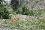 Wenatchee Paintbrush w/ Mountain Sandwort