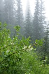 White Rhododendron blossoms & foliage w/ Subalpine Firs in fog soft bkgnd
