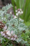 Olympic Mountain Milkvetch blossoms & foliage w/ raindrops