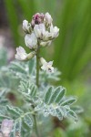Olympic Mountain Milkvetch blossoms & foliage detail w/ raindrops