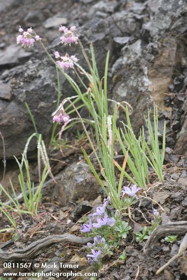 Allium cernuum; Campanula piperi
