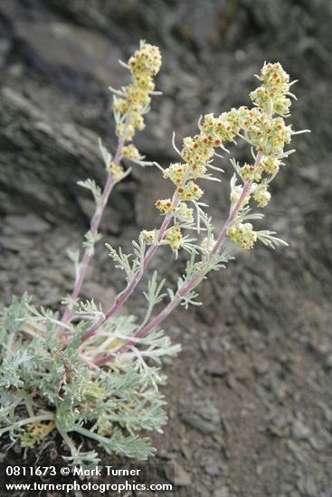 Artemisia arctica ssp. arctica