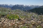 Alpine Goldenrod, Scotch Bluebells & Cutleaf Daisy seedheads w/ Olympic Mountain ridges bkgnd