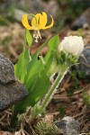 Western Pasque Flower w/ Glacier Lily