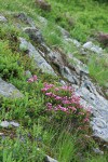 Pink Mountain-heather in subalpine meadow