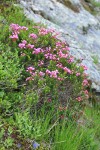 Pink Mountain-heather