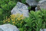 Fan-leaf Cinquefoil among boulders w/ Green Corn Lily foliage
