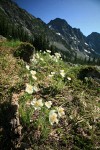 Western Pasque Flowers w/ Stiletto Peak Ridge bkgnd
