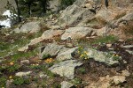 Alpine Gold Daisies, Spreading Phlox, Thread-leaf Sandwort in rocky subalpine meadow