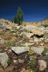 Alpine Gold Daisies in rocky subalpine meadow