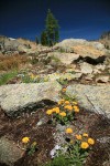 Alpine Gold Daisies in rocky subalpine meadow
