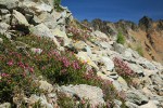 Pink Mountain-heather on talus slope