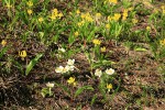 Western Pasqueflowers w/ Glacier Lilies