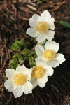 Western Pasqueflower blossoms