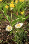 Western Pasqueflowers w/ Glacier Lilies soft bkgnd