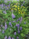 Broadleaf Lupines & Mountain Arnica w/ Mountain Hemlock seedling