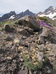 Rosy Pussytoes, Davidson's Penstemon on glacial moraine w/ Black Buttes bkgnd