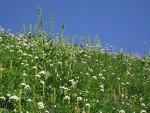 Steep subalpine meadow w/ Sitka Valerian, Towering Lousewort, Green Corn Lilies