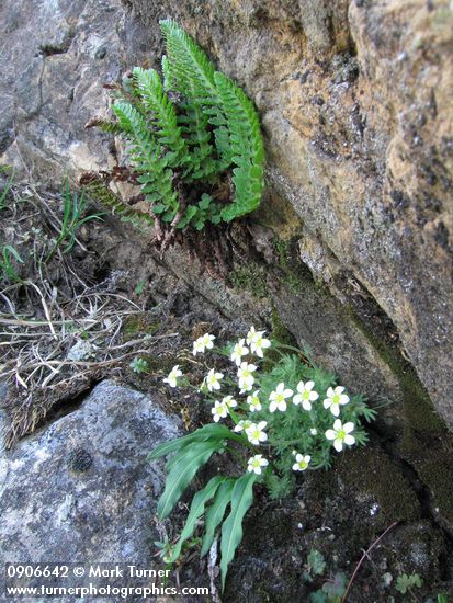 Saxifraga caespitosa; Polystichum lemmonii