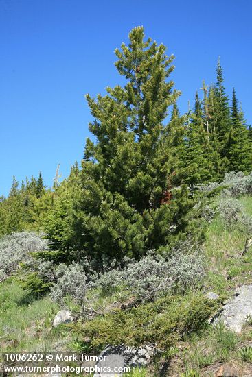Pinus albicaulis ; Artemisia tridentata; Juniperus communis