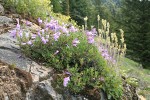 Shrubby Penstemon, Roundleaf Alumroot, Sticky Cinquefoil on rock outcrop