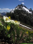 Western Pasqueflowers & Glacier Lilies w/ Ragged Ridge bkgnd