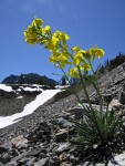 Western Wallflower among talus at Easy Pass