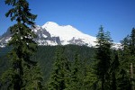 Mount Baker framed by Mountain Hemlocks