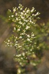 Slenderbush Buckwheat blossoms