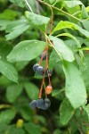 Indian Plum mature fruit & foliage