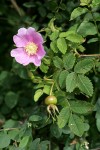 Nootka Rose blossom, foliage, immature fruit