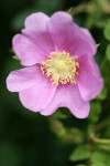 Nootka Rose blossom
