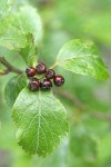 Suksdorf's Hawthorn mature immature fruit among foliage