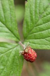 Woodland Strawberry fruit & foliage detail